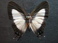 Hypolycaena danis turneri - Adult